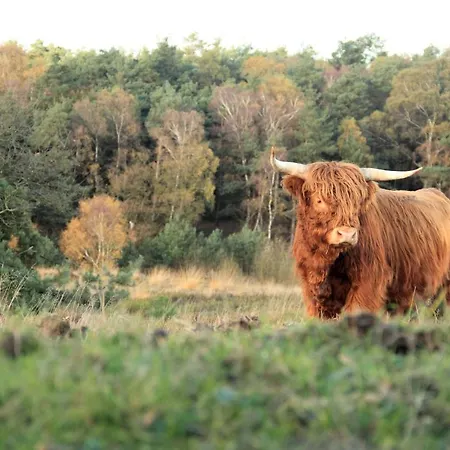 Holiday home The Highlander - Holiday Near The Beach, Forest And Dunes Of Schoorl Noord Holland *